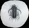 Large Spiny Quadrops Trilobite - #11421-8
